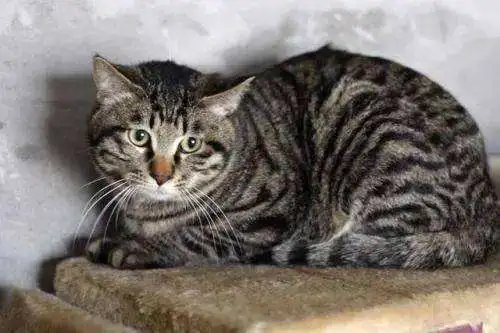 这4种猫，养了就想要“扔掉”，难怪弃养率这么高