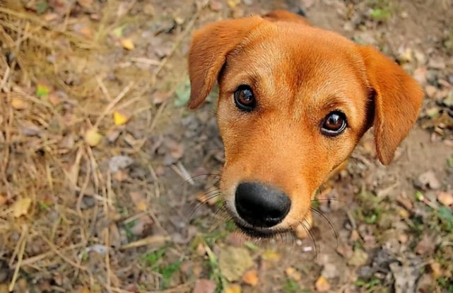 同样都是狗，为啥田园犬能吃剩饭剩菜，宠物狗却不能？