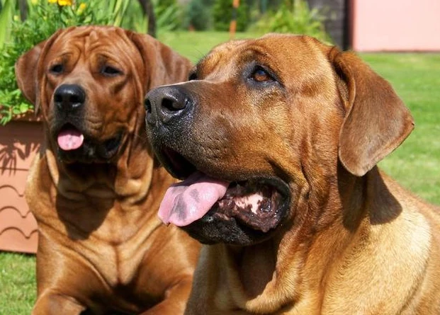 中国藏獒对战日本土佐，下一秒藏獒发起进攻，镜头拍下紧张过程！