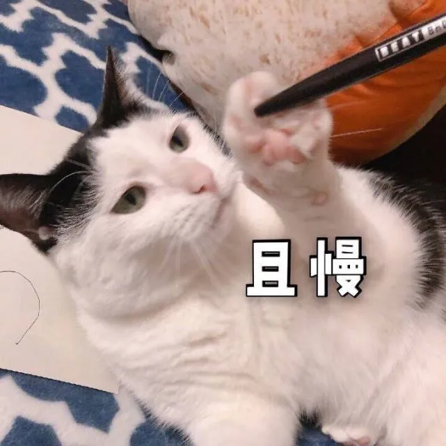 忽悠我养“奶牛猫”的人，你可把我坑惨了！