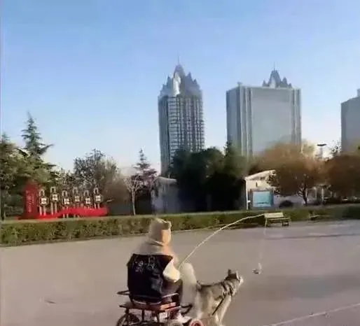 遛狗新技能！河南一女子为防止哈士奇拆家，吊鸡腿勾引哈士奇拉车