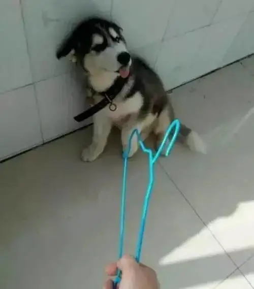 哈士奇拆家被主人发现，为了逃脱惩罚，举着爪子发誓不再拆家