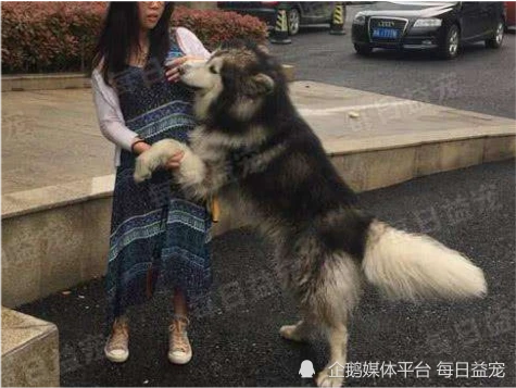 阿拉斯加走丢，错把路人当主人，抱着小姐姐不松手！