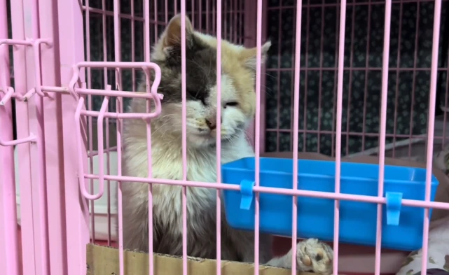 受伤流浪猫送救助站却要被安乐死？小哥：只要还有一丝希望，我都不会放弃！