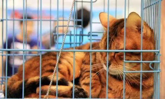 长期笼养猫，真的是为了猫咪好吗？