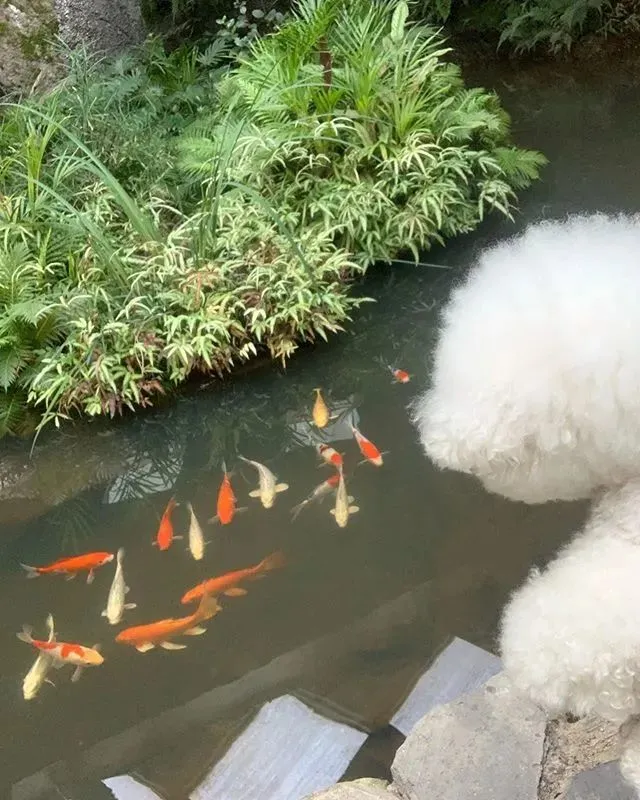 救命！这只狗狗的出行究竟能有多让人羡慕～