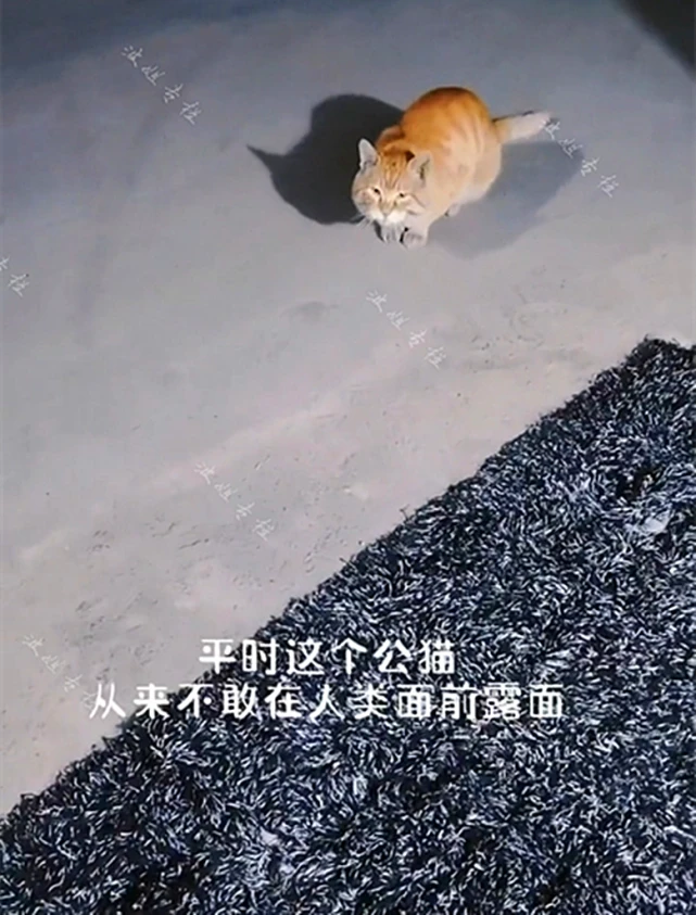 暖心：流浪猫半夜向女子求助生下4只猫仔，女子做月子餐照顾