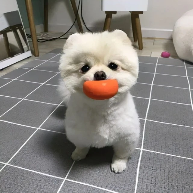 狗狗这7个行为，是在“认错”，说明心里有你