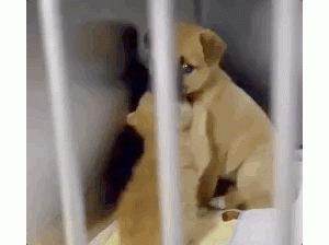 准备把小奶猫和小狗狗分开送养，但看到这一幕后…人们改变了主意！