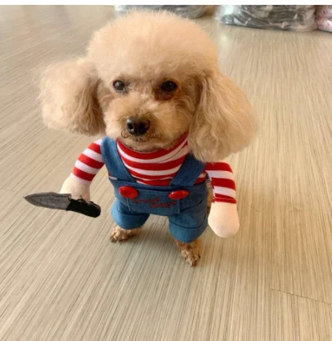 当泰迪犯错被抓包时，这4种行为请求主人原谅，别说不了解了