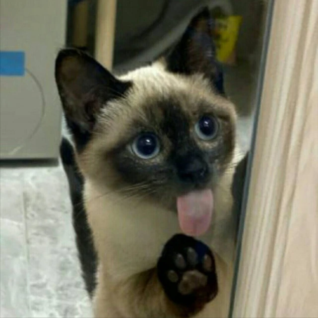 为什么越来越多人养“暹罗猫”？网友：养了才发现真香