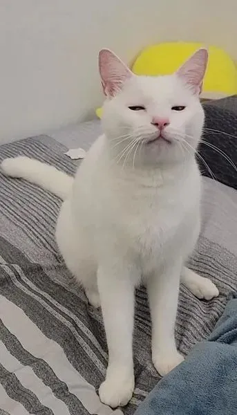 猫猫不屑，给你个眼神自己体会