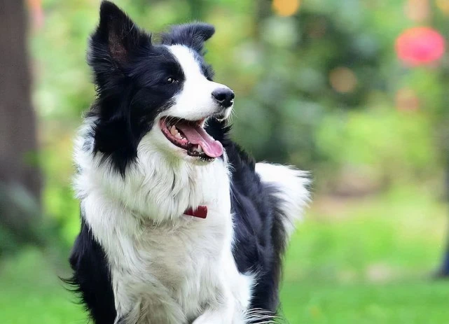 养狗别选这几种狗，已经被“禁养”了