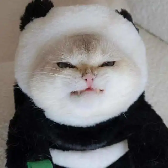 它一定知道自己很可爱吧？我家猫咪看了一眼却说：这是个绿茶！