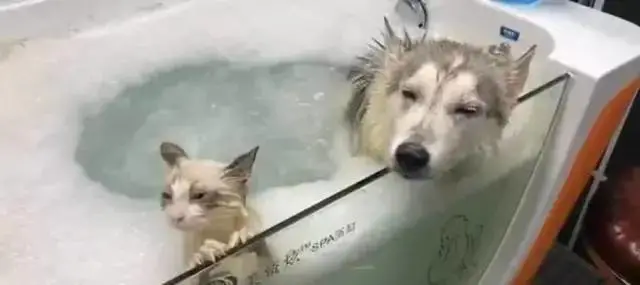 朋友把猫丢过来寄养，女子把猫和二哈放一块洗澡，这俩表情神同步