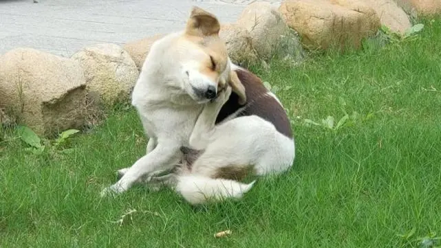 狗狗去跳蚤“偏方”，祖祖辈辈流传下来的，很有用