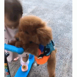 泰迪不喜欢铲屎官这些行为，别再对它做了！