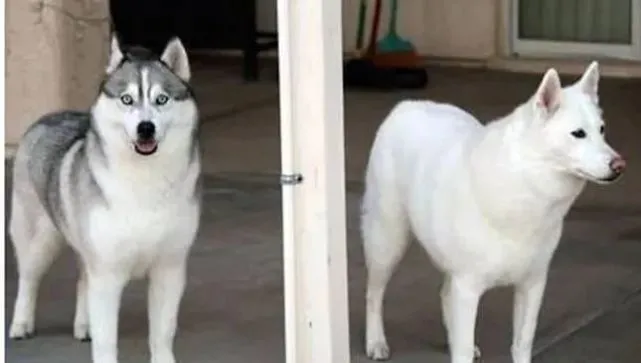 哈士奇拆家让主人头疼，想出这个办法后，效果简直好得出奇！