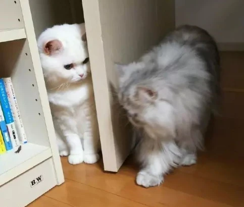 有些小猫咪，就爱背后搞偷袭