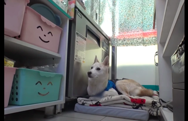 流浪狗被好心老板娘收留，它帮忙看便利店，竟成为人见人爱的招牌