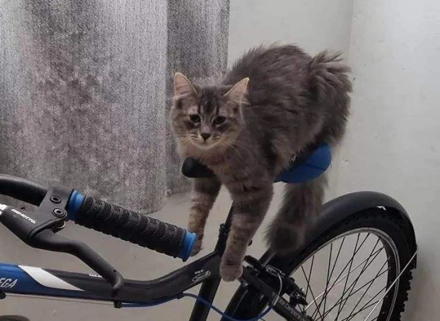 兽医集体发声：这8个养猫误区，至今还有人犯了一大半