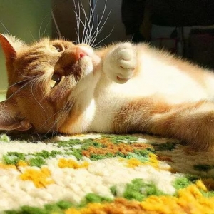 猫护｜猫咪身上的味道是怎样的？你家里有猫味吗？猫味道很大怎么办？