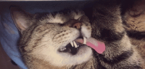 有没有那么一瞬间，你觉得你家猫咪认为自己是人？网友：哭笑不得！