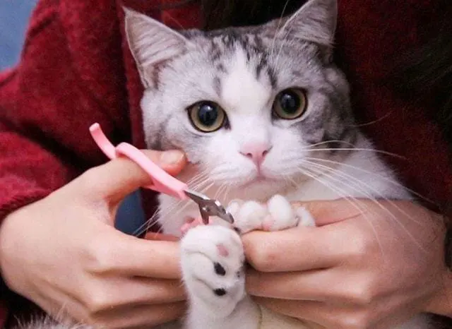 奶凶奶凶的猫咪，其实也有克星你知道吗？