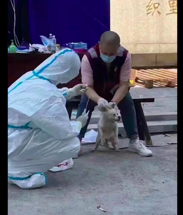 通知宠物要做核酸，有的狗戴着口罩就来了，掰开嘴的样子太好笑！