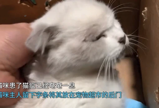 大学女生留字条将病猫“遗弃”，老板无奈：只剩一口气了怎么救？