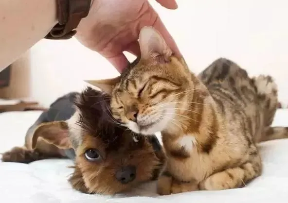揉猫狗的脑袋它们就一脸满足，是喜欢我吗？别天真了，人类