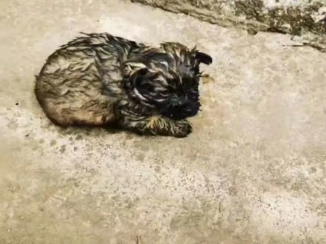 小奶狗身陷火场，狗妈妈不停嚎叫！河南消防：安排