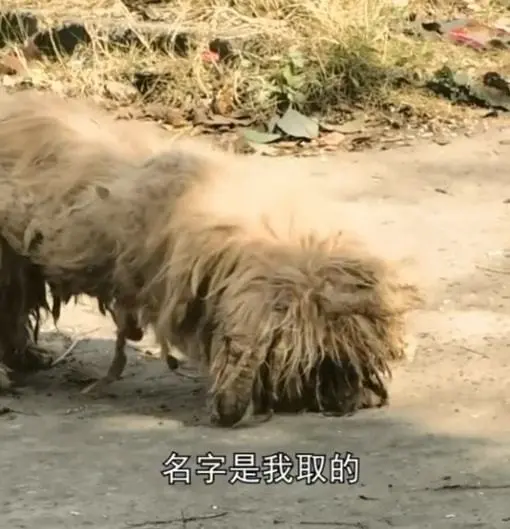 遇见1只邋遢的“流浪狗”，男孩提出想收养，主人：给1000块带走