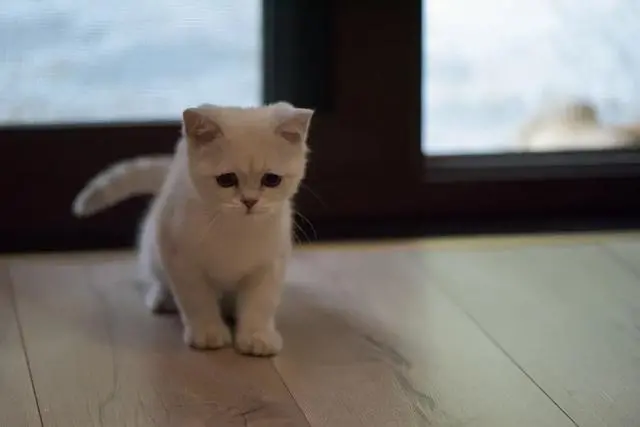 借公猫“配猫”成功后，对方却管我要1k块或2只小猫，该给吗？