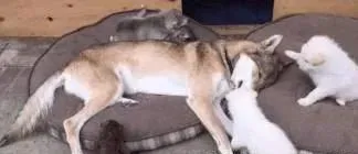 二哈生了4只宝宝，奶狗刚满月就丢给了狼犬，汪：长得不像我