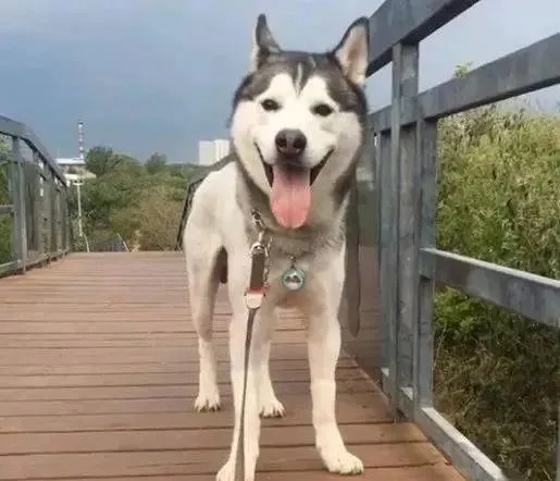 天黑二哈在公园赖着不回家，主人的反应看呆路人：耍赖碰上耍横的