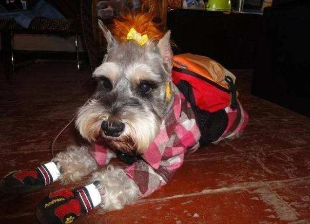 盘点“雪纳瑞犬”的7大缺点，难怪少人养！