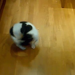 养狗人必看！10条养狗禁忌