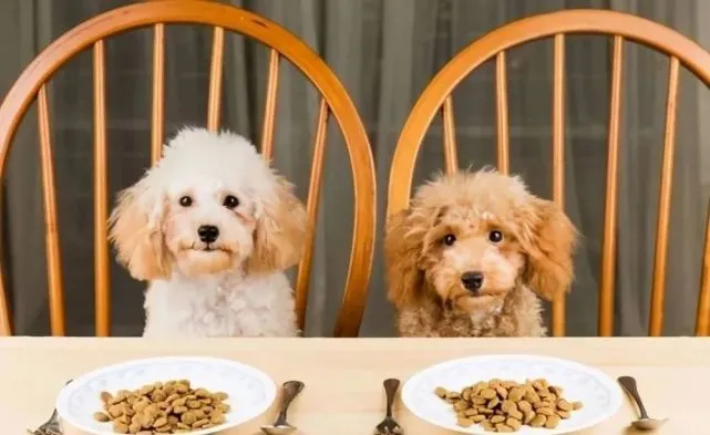 泰迪挑食“不爱吃”狗粮？都是因为没有重视这几件事