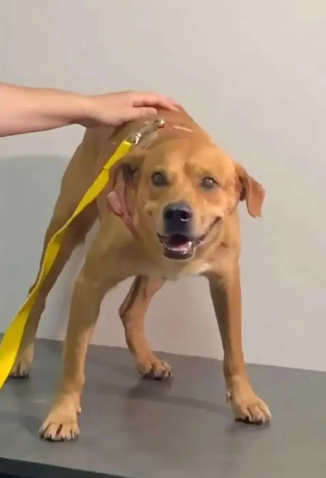 狗狗醒来发现自己被绝育后……一怒之下直接拆了医院！