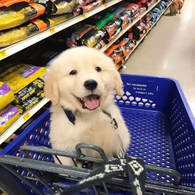 劝告：很多人养了狗后，会出现这几种“神奇现象”！