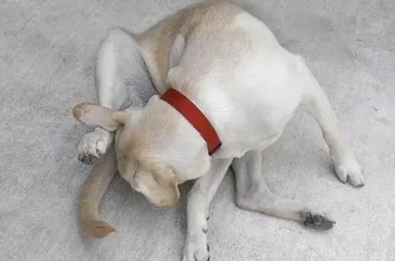 狗狗为何总“舔尿道口”？别猜了，原来是狗狗出事了