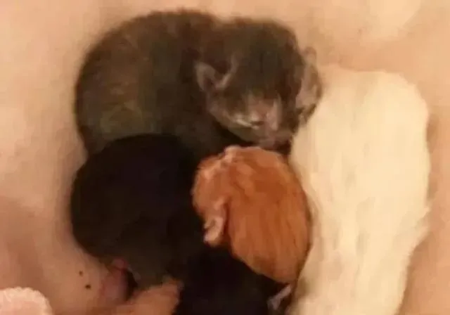 流浪猫在雨天生产，小猫的叫声吸引了好心人，一家猫成功被收养