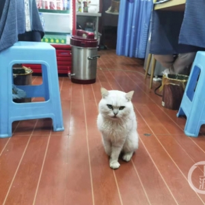 残疾猫被面馆老板娘救活后上演《猫的报恩》：捉13只老鼠“送”主人