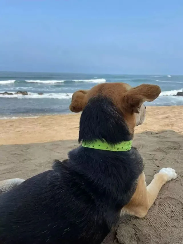 遇到一只爱看海的狗，本想收养它，但…现在就是最好的安排！