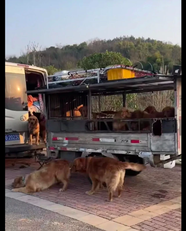 主人用汽车拉6只金毛全国旅游，不看体型的话，还以为是狗贩子！