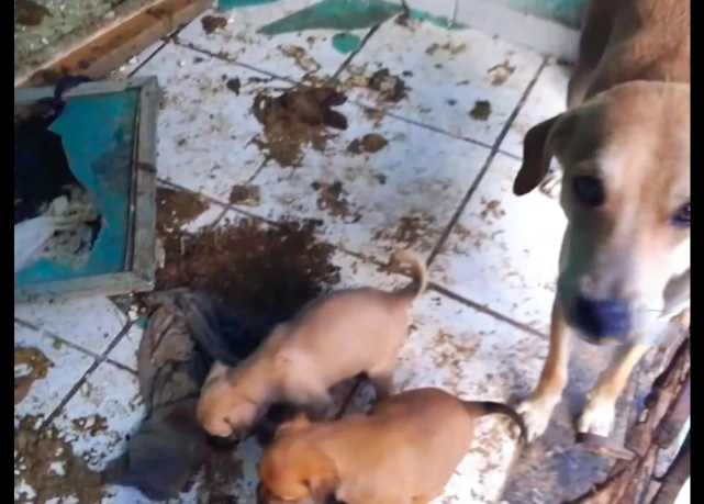 狗狗被关黑屋几个月，期间还生了4只小狗，主人却依然不闻不问！