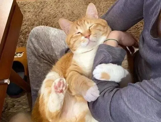 猫咪在“临终前”最后的心愿，你可以帮它完成吗？