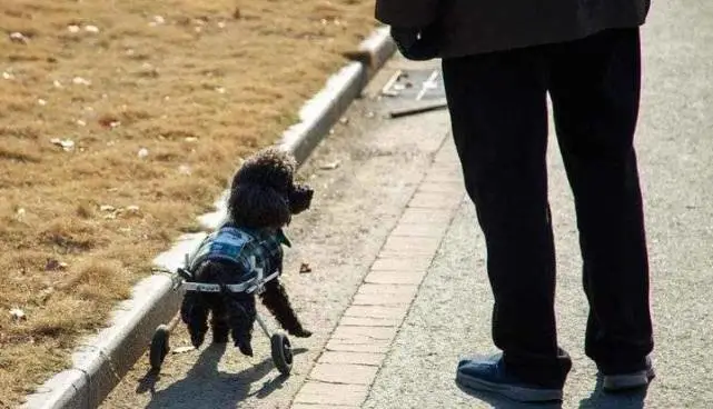 老头张和小泰迪的故事