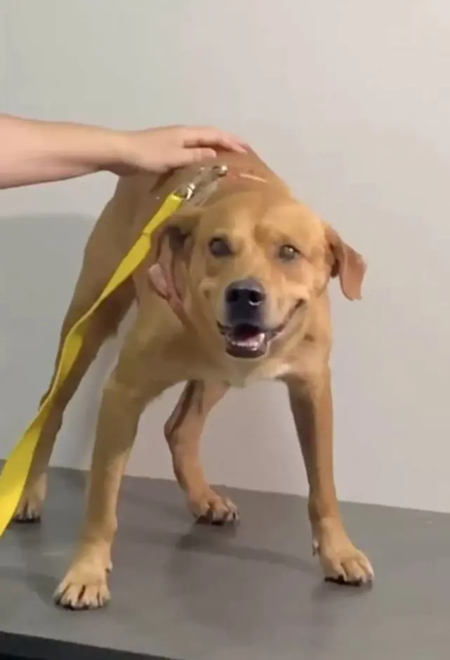 医生给狗狗做完绝育，等再次回来时懵了：什么个情况呀？